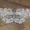 Porcelain Gray Moth