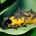 Larva of leaf beetle