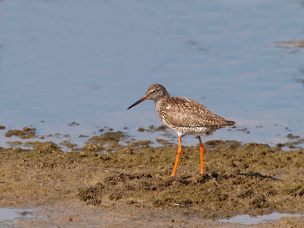 Archibebe común (Common redshank)