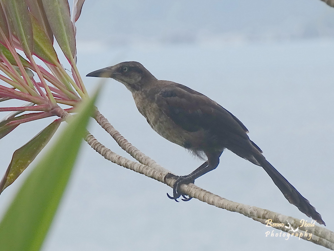 Great-tailed grackle