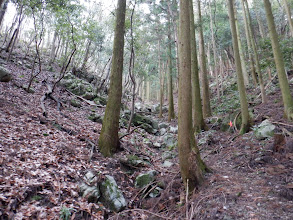 巡視路の登りに