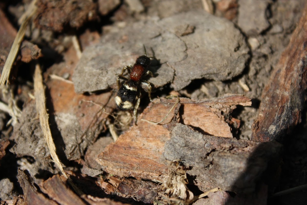 Velvet Ant