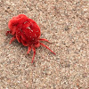 Red Velvet Mites