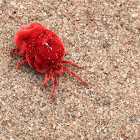 Red Velvet Mites