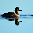 Scaup