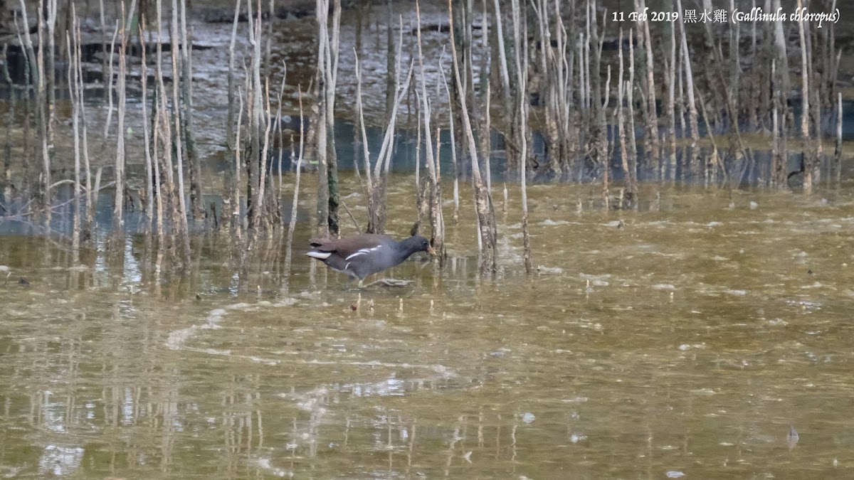 Gallinula chloropus 黑水雞