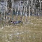 Gallinula chloropus 黑水雞