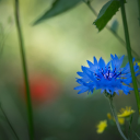 Cornflower flower blue flower