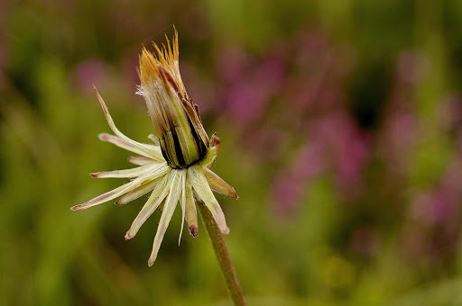 Scorzonera humilis