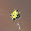 Spiny orb-weavers