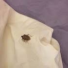 Brown marmorated stink bug