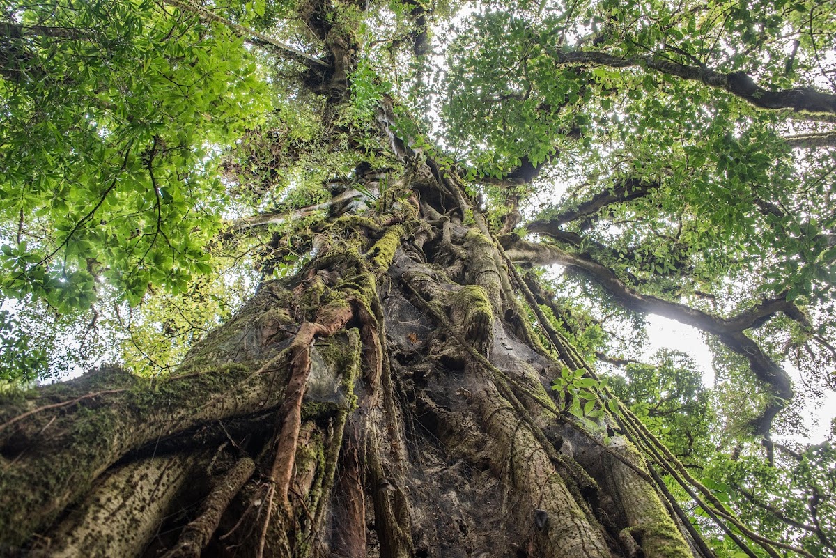 Strangler Fig