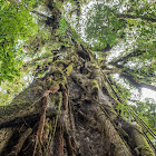 Strangler Fig