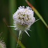 Common Teasel (Wild Teasel; Fuller's Teasel)