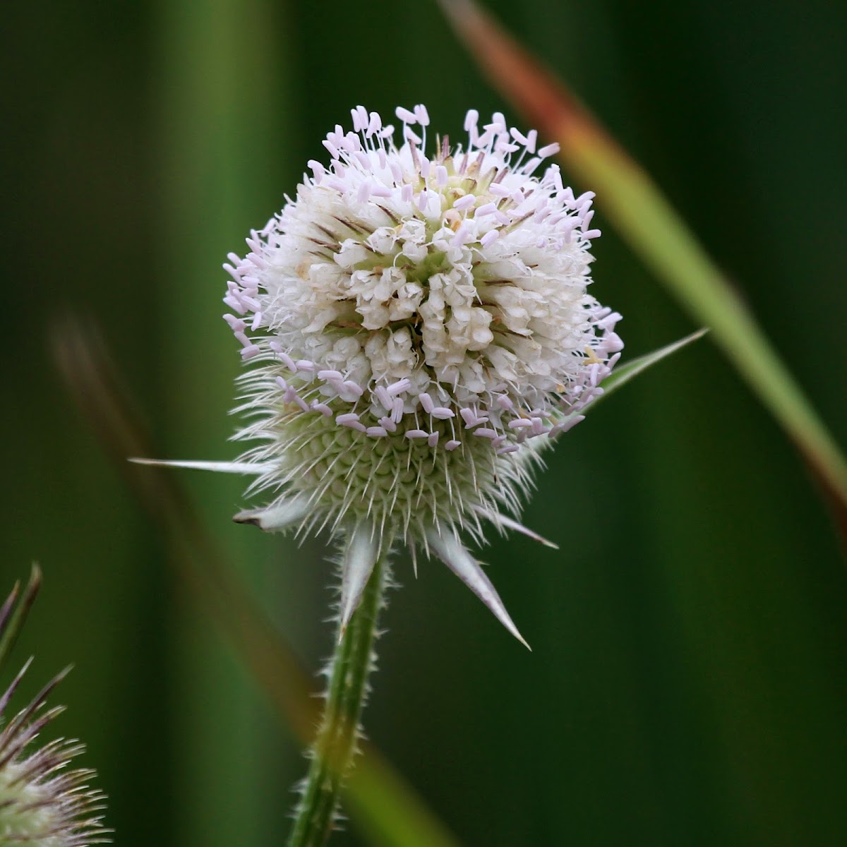 Common Teasel (Wild Teasel; Fuller's Teasel)