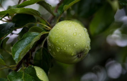 Green persimmon small promo image