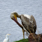 Great pelican - juvenile