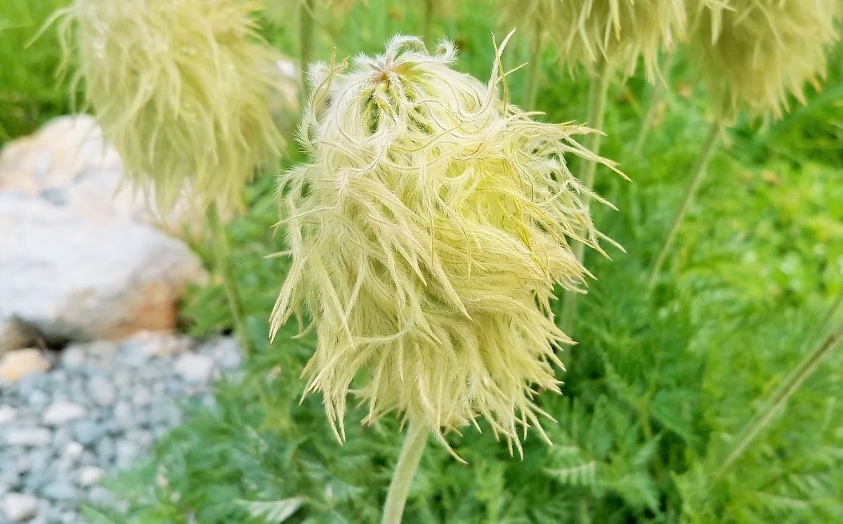 Western pasqueflower