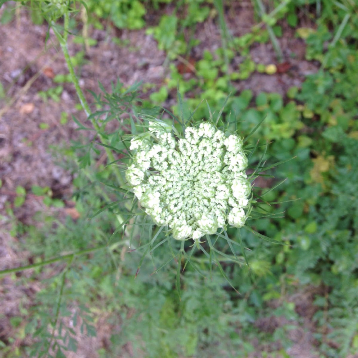 Queen Anne's Lace