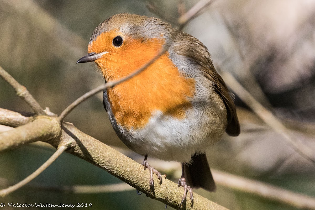 Robin