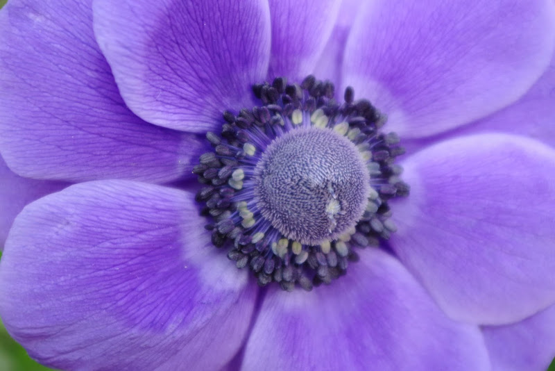 Anemone di @Virginia_Billè