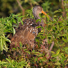 Limpkin