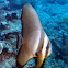 Golden Spadefish juvenile