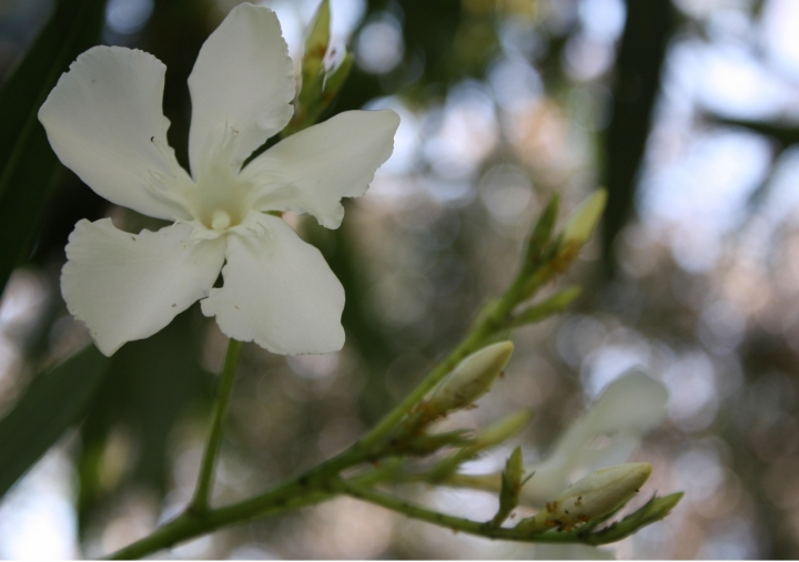 Fiore di alessandra61