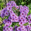 New England Aster