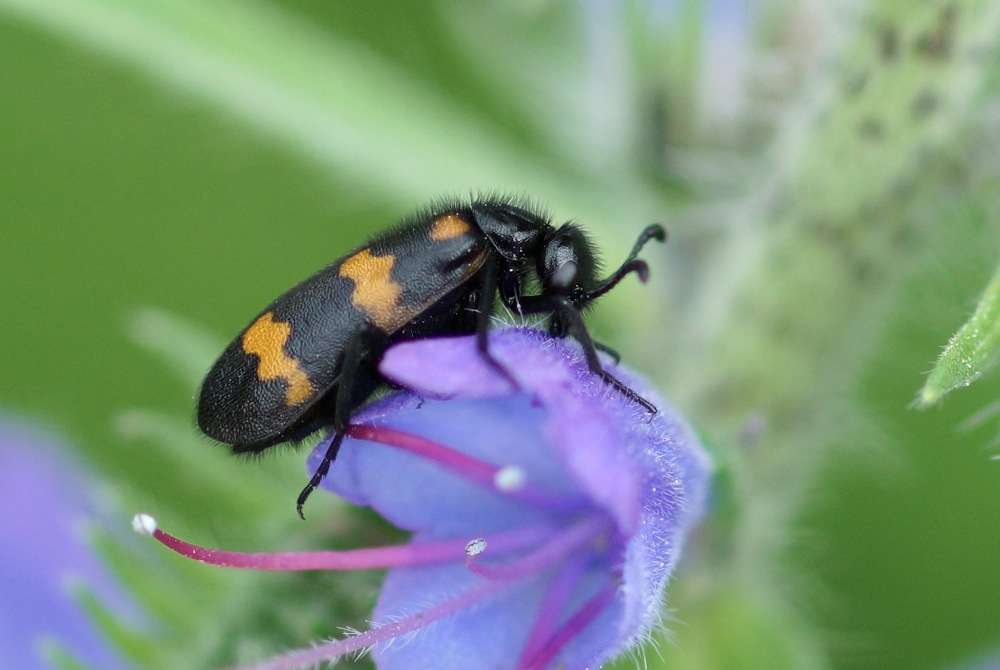 Blister Beetle