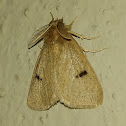 Tussock moth