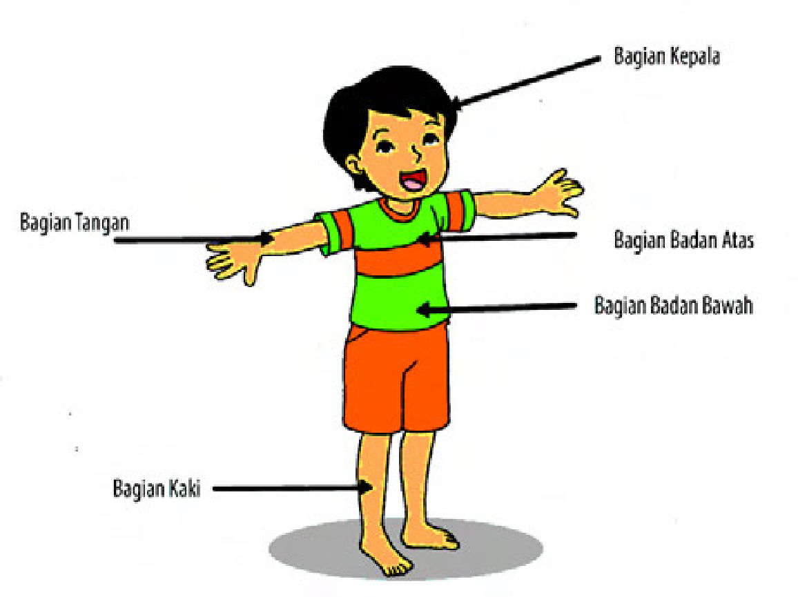 winiwimpi subtema organ tubuh manusia  dan  hewan  kurikulum 