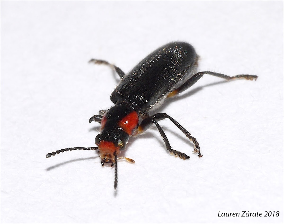 Soft Wing Flower Beetle