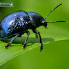 Blue mint beetle