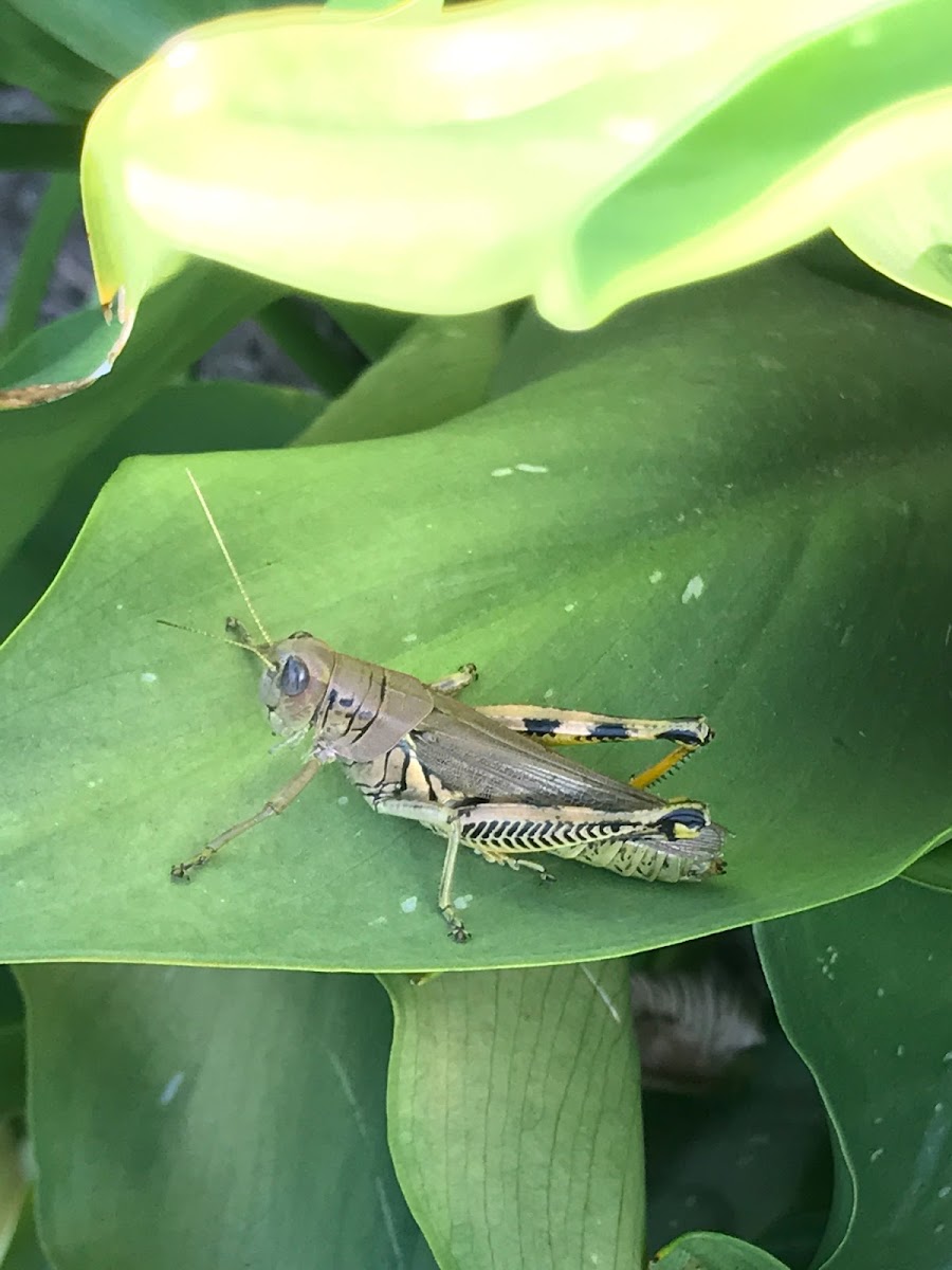 Differential Grasshopper