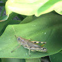 Differential Grasshopper