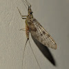 Mayflies