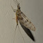 Mayflies