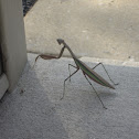 Chinese Mantis