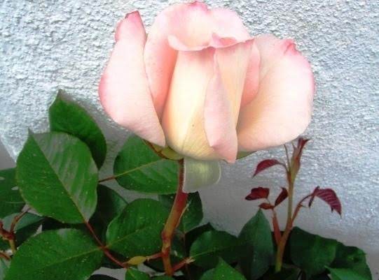 I Love This Rose Bush.  I Believe It's A Blush Pink.