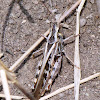 Two Striped Grasshopper