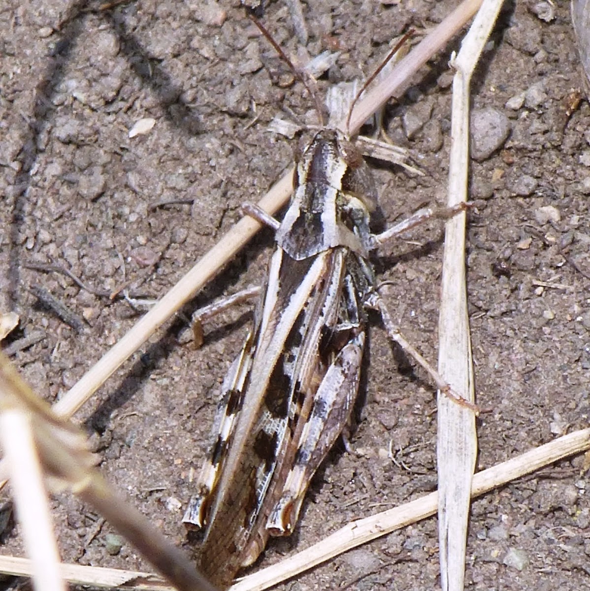 Two Striped Grasshopper