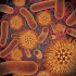 Infectious Disease Compendium38.11.03 (Paid)