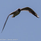 Black-headed Gull; Gaviota Reidora