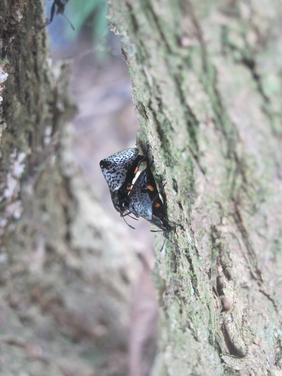 Pleasing fungus beetle