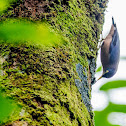 Sulphur-billed Nuthatch