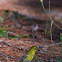 Pine Warbler