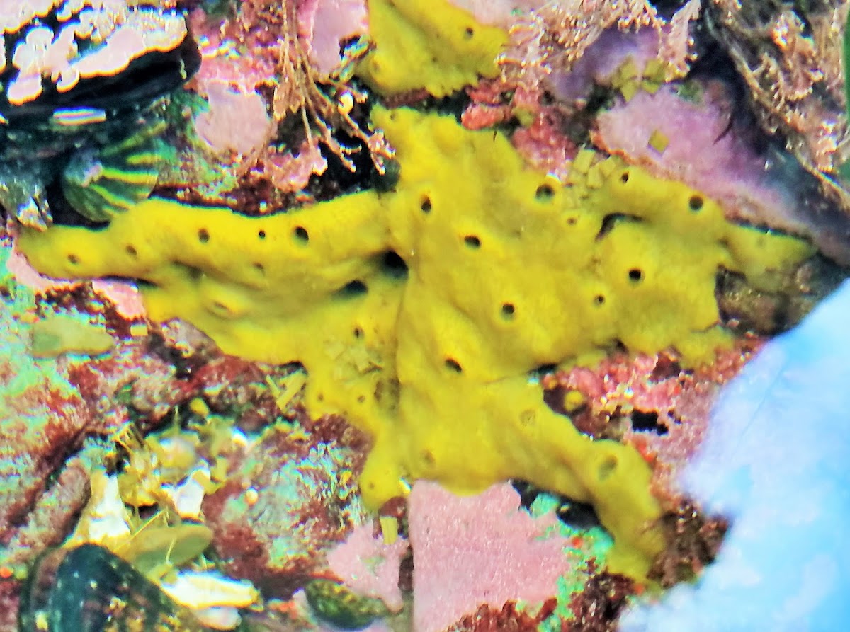 Yellow Encrusting Sponge