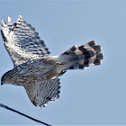 Cooper's Hawk