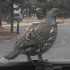 Dusky Grouse